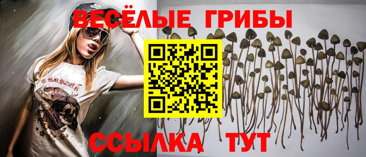 Маркс  Галлюциногенные грибы Cubensis  Вход с VPN 